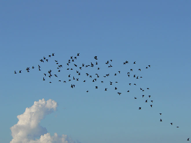 Migrating knots
