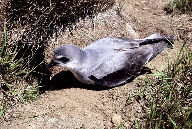 Black-winged petrel