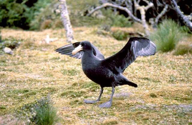 Giant petrel fledgling