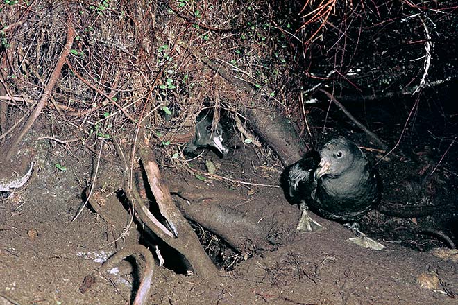 Westland petrels