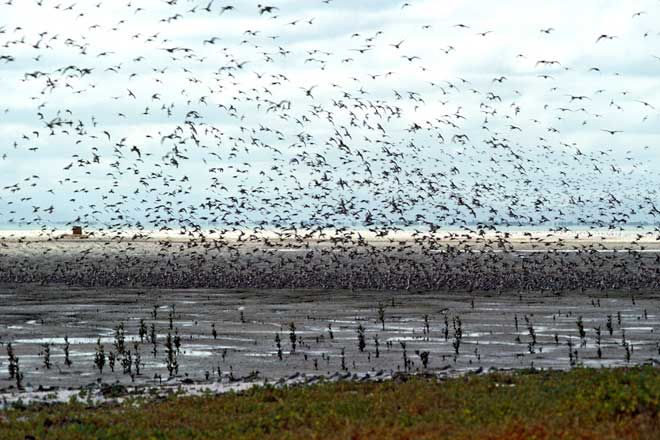 Waders, Firth of Thames