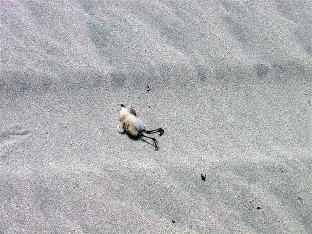 Crushed dotterel chick
