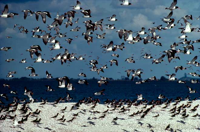 South Island pied oystercatchers