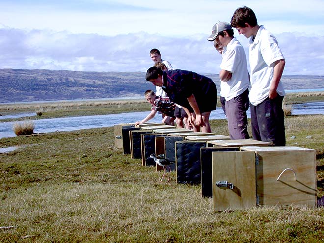 Releasing black stilts 