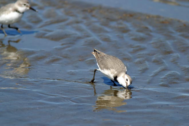 Wrybill feeding at the coast 