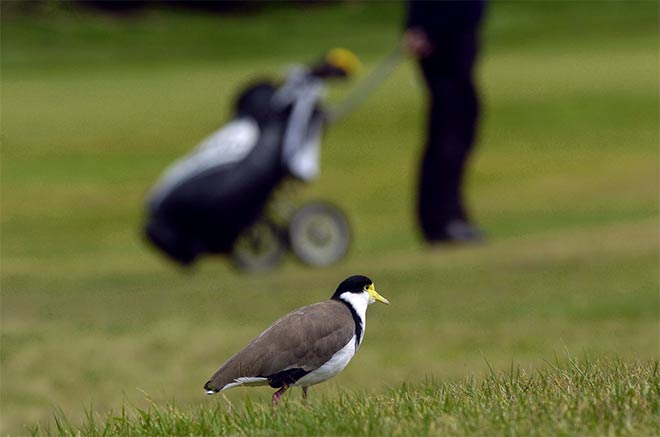 Spur-winged plover