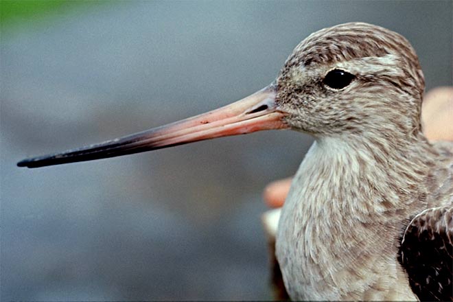 ‘The godwits have risen and flown’