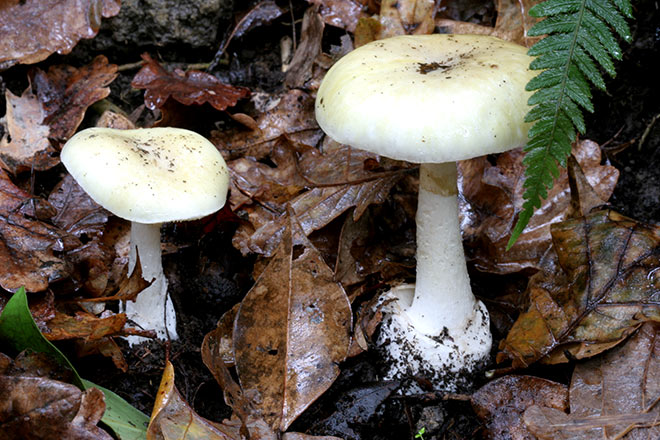Death cap mushroom