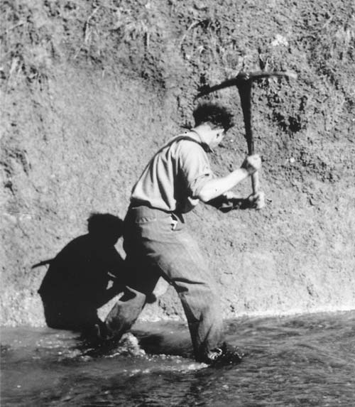 Harold Wellman