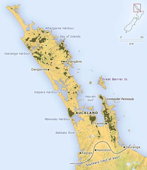 Northland and Coromandel kauri forest, 2006