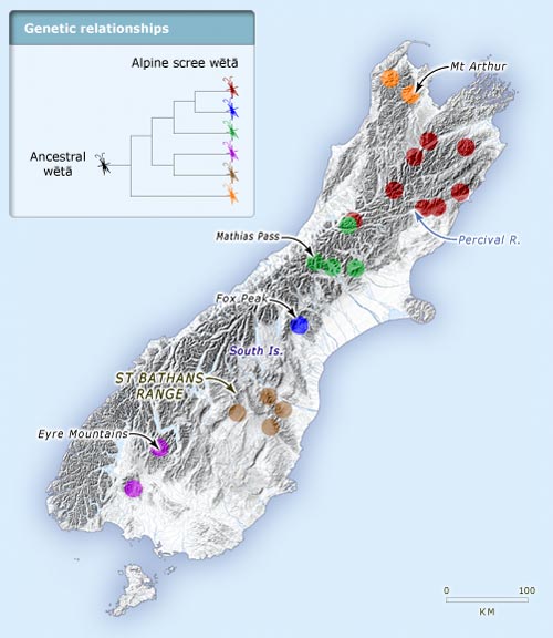Radiation of wētā species