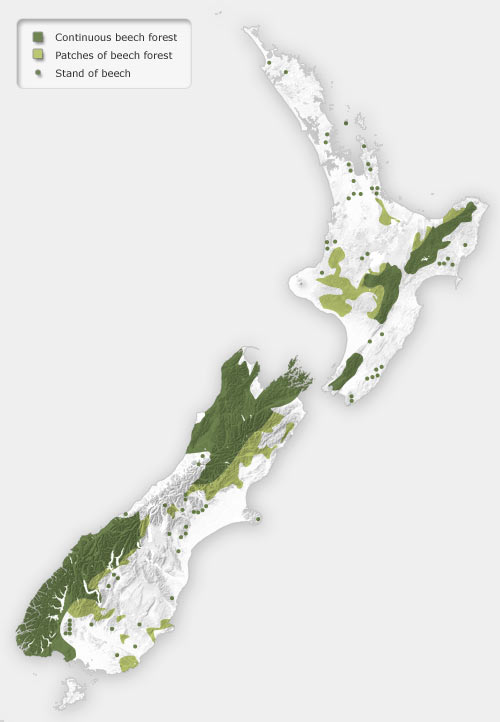 Beech forest in New Zealand