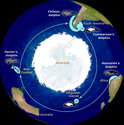 Distribution of <em>Cephalorhynchus</em> dolphins around the Southern Ocean