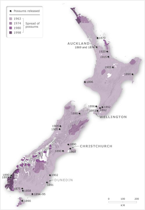 Possum introduction and subsequent distribution