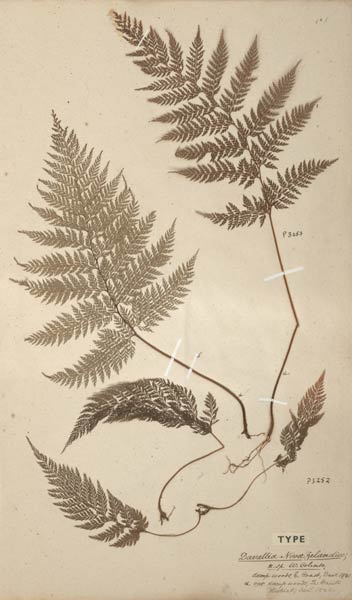Lace fern