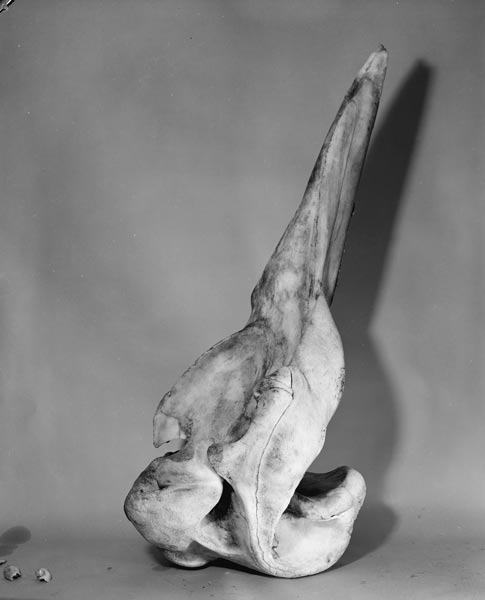 Southern bottlenose skeleton