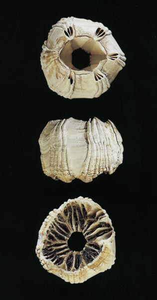 Whale barnacle