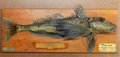 Gurnard
