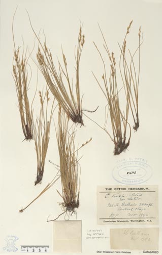 Carex