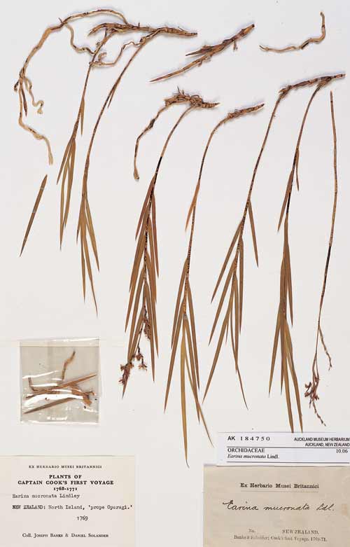 Documenting native plants 