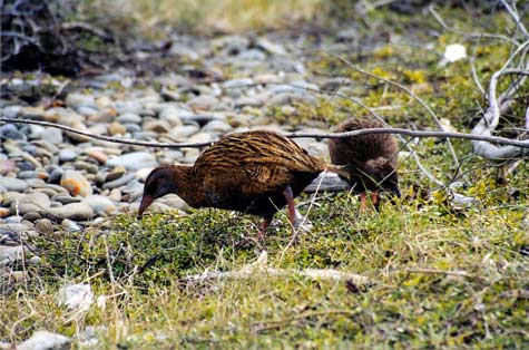 Weka foraging
