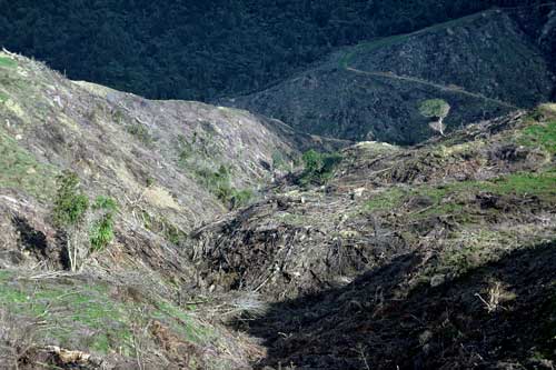 Logging in Hochstetter frog’s habitat