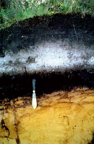 Kauri podzol