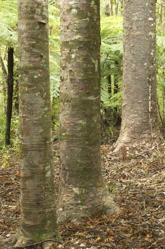 Kauri litter
