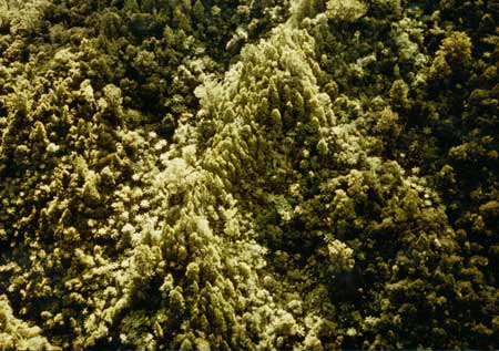 Forest growth patterns