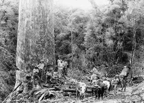 Bullock team 