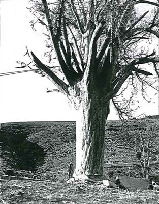 Lone kauri