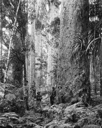 Trounson Kauri Park