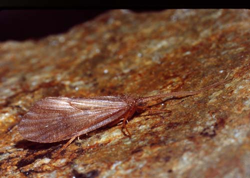 New Zealand caddisfly