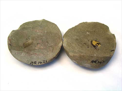 Fossil beetle wing case