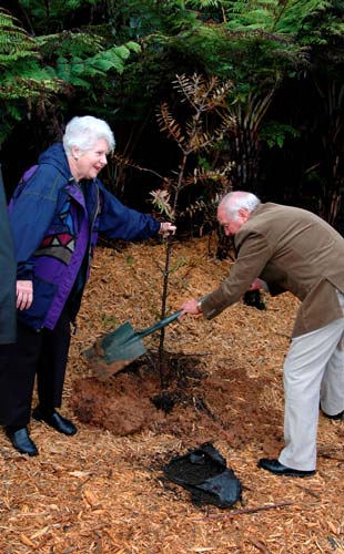 Kauri 2000