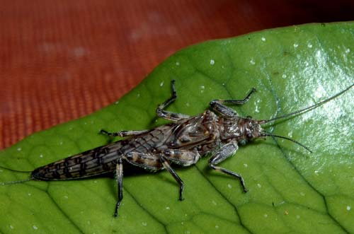 Stonefly