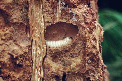 Huhu grub 