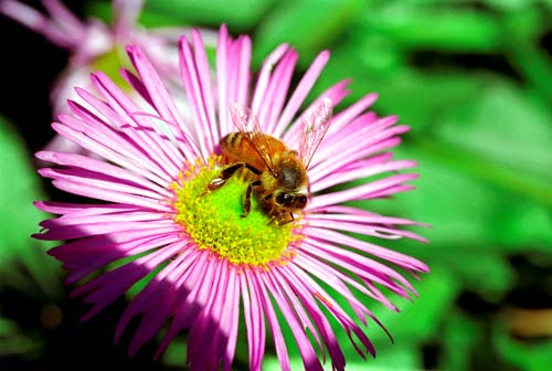 Honey bee