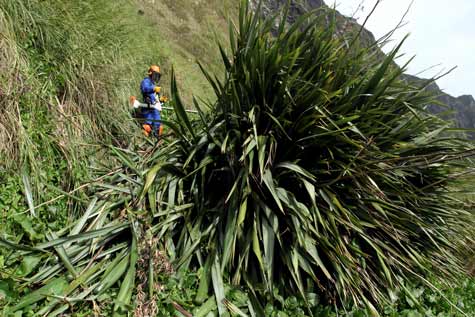 Removing flax, South Atlantic