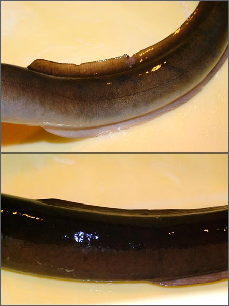 Shortfinned and longfinned