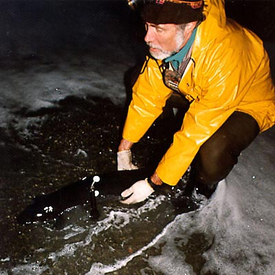 Tagging eels