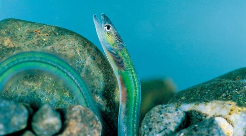 Glass eels