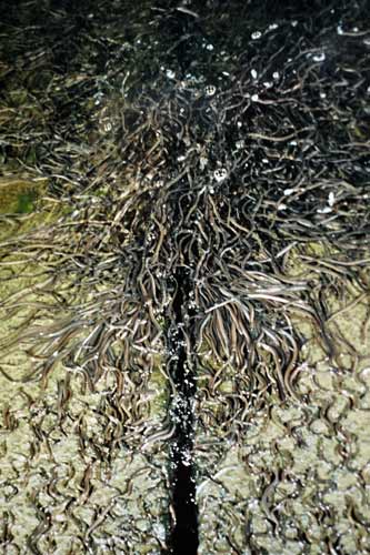 Elvers, Karāpiro spillway