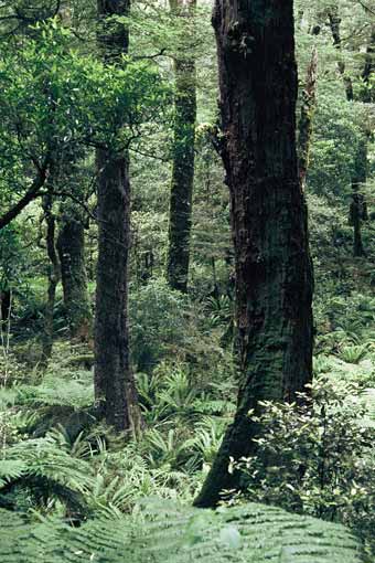 Red beech forest