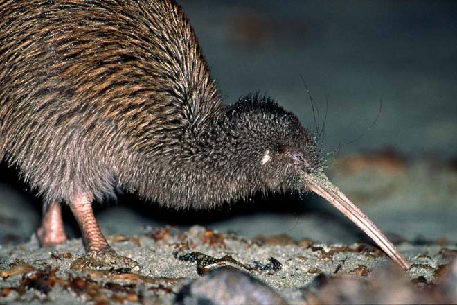 Stewart Island tokoeka