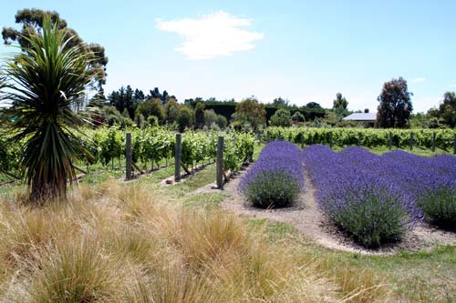 Grapevines and lavender, Waipara