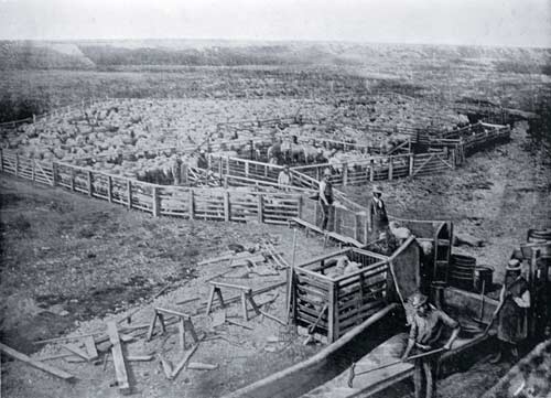 Sheep-washing yards, Longbeach