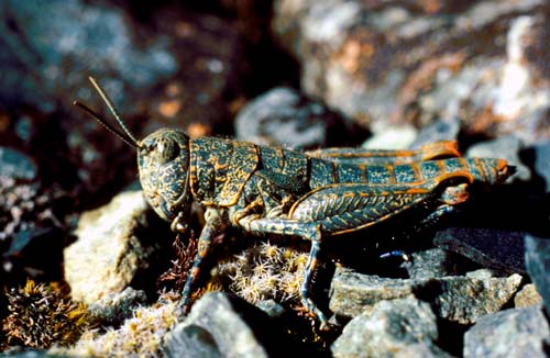 Alpine grasshopper