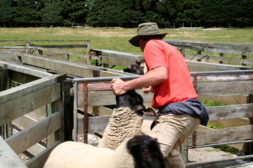 Sheep farming