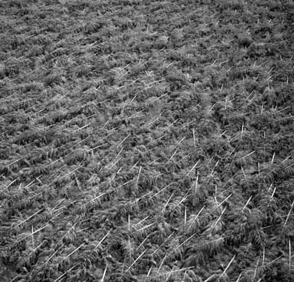 The destruction of Eyrewell forest